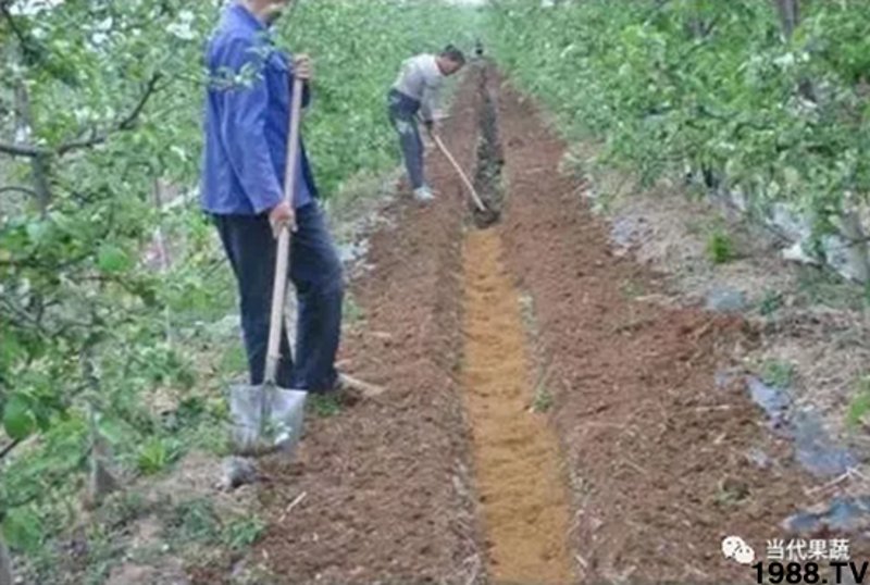 淄博有机肥怎么选？从土壤改良到科学施肥的实用指南